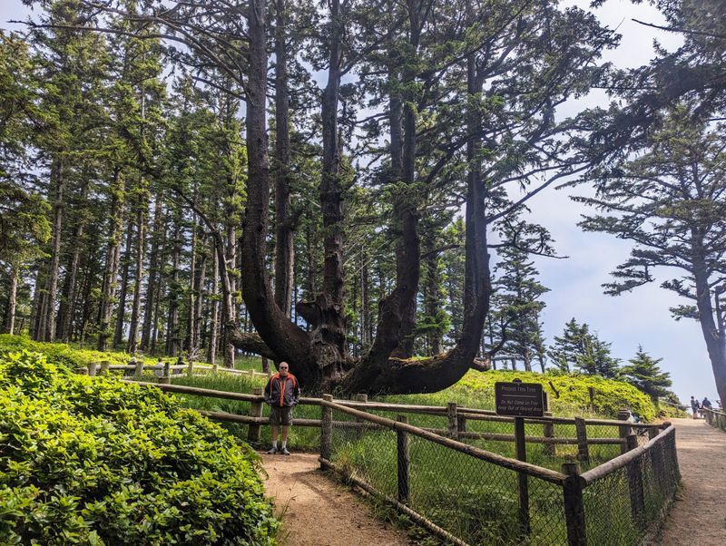 Octopus Tree, Cape Meares