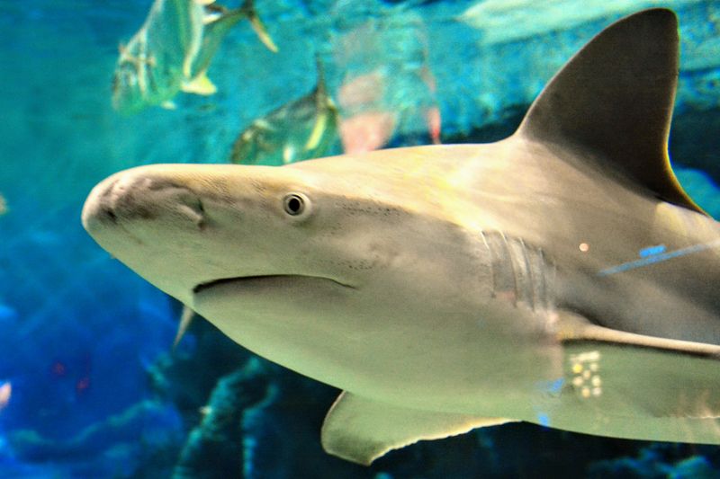 Shark Exhibits Bring You Eye-to-Eye with Ocean Predators