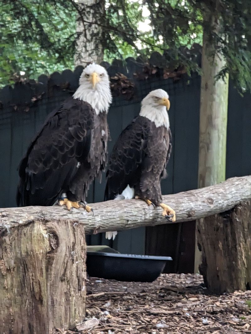 Animal Encounters Add Educational Depth To Entertainment