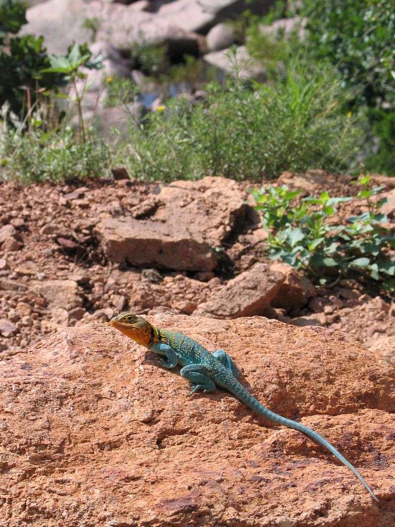 Wildlife Sightings Add Unexpected Bonuses to Your Hike