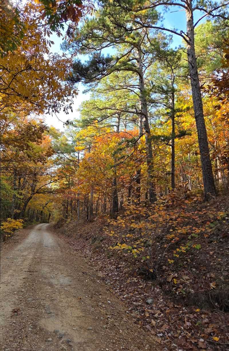 The Absence of Commercialization