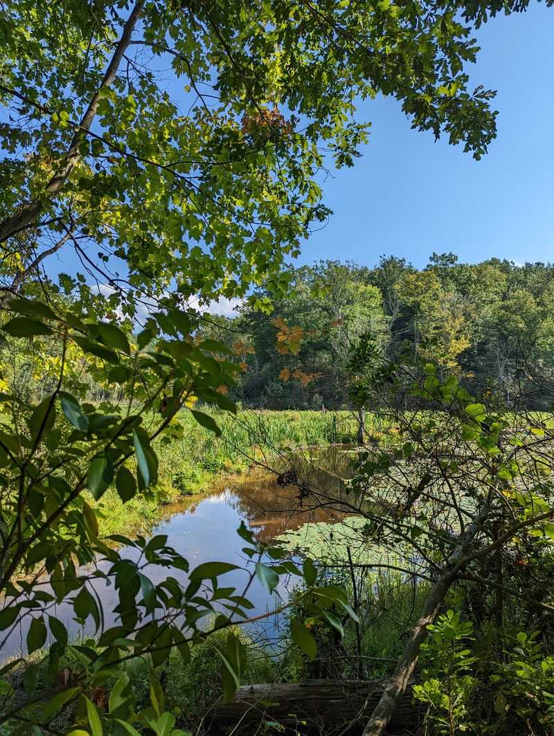 Marsh Views That Showcase Coastal Ecosystem Beauty