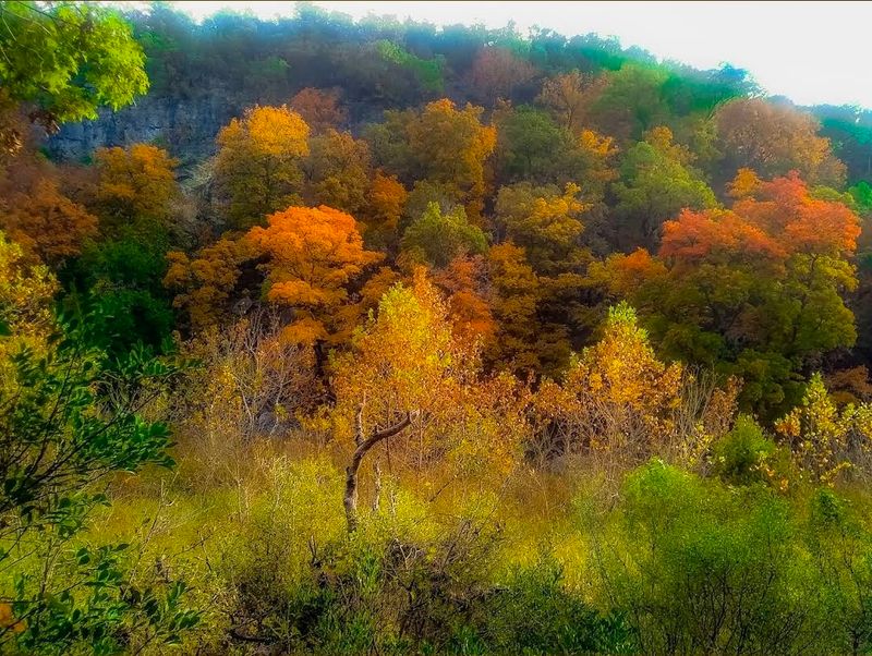 Lost Maples State Natural Area