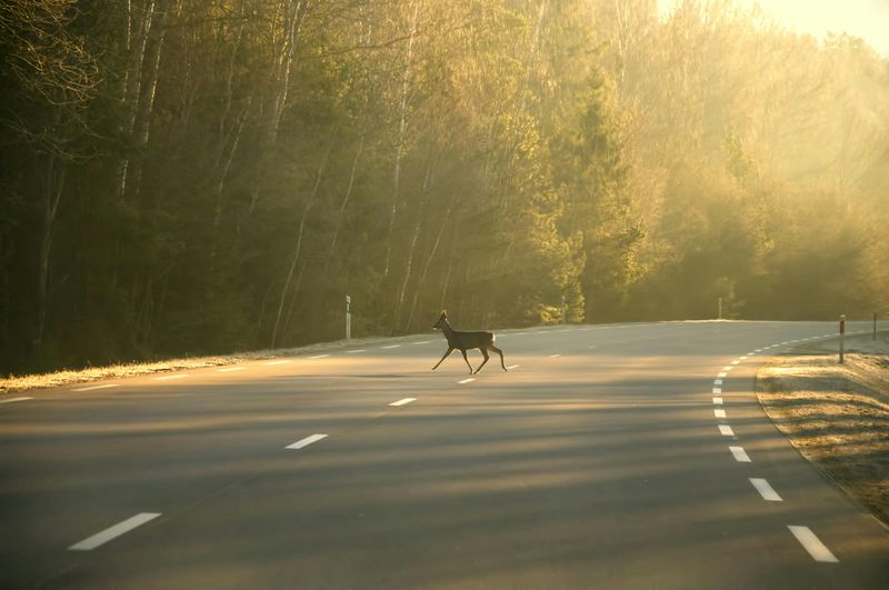 Watch Closely For Wildlife Crossings
