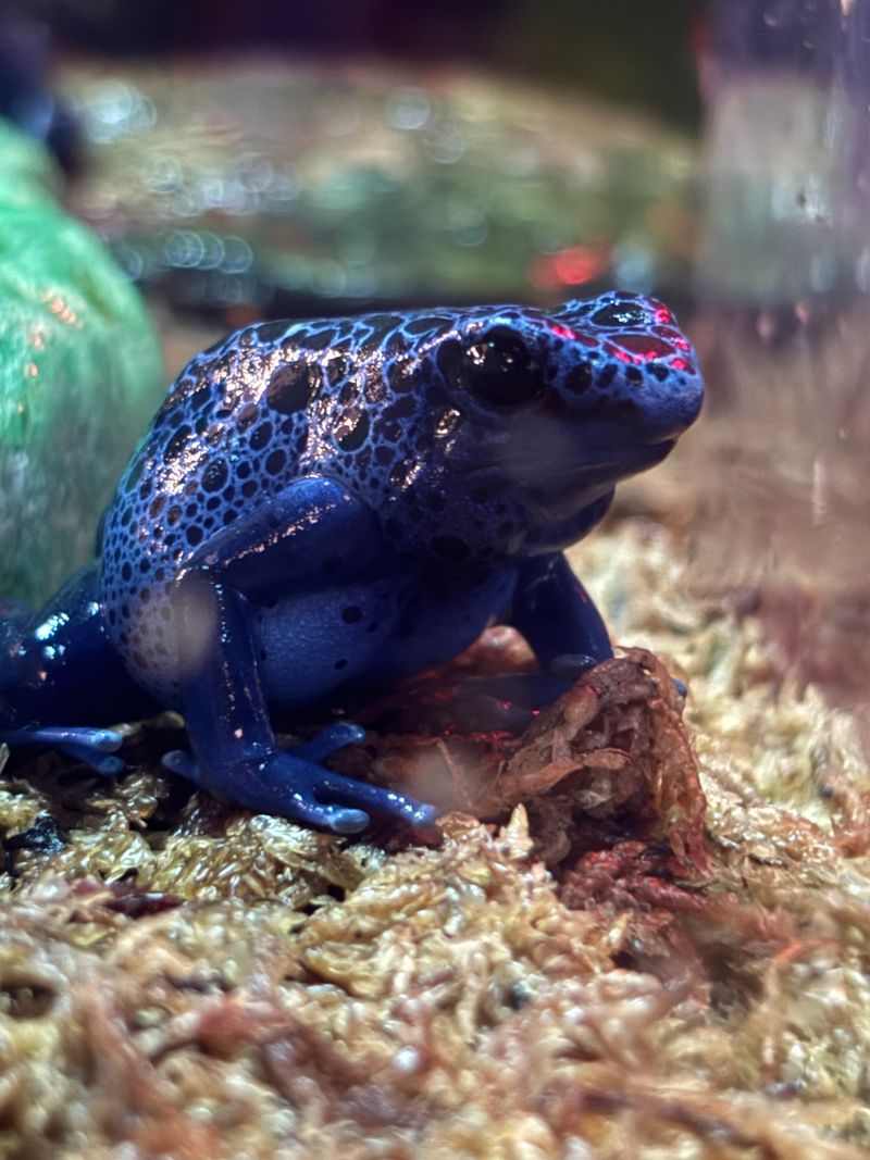 Rescued Animals Find Safe Haven and Second Chances