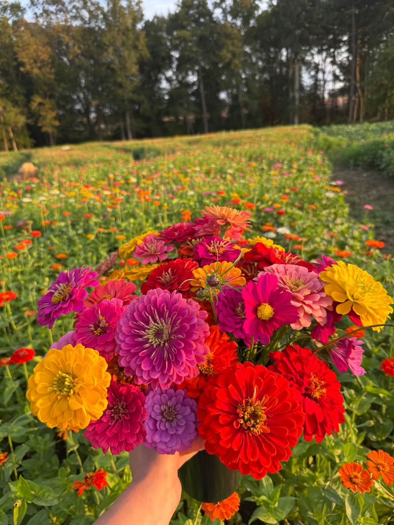 The Perfect Picks Flower Farm