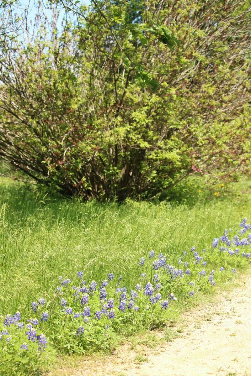 Parks And Gardens Offer Predictable Blooms
