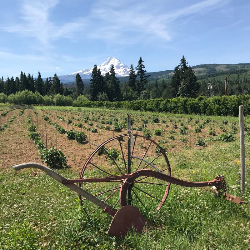 Hood River Valley Orchards: Farm Roads and Fruit Trees