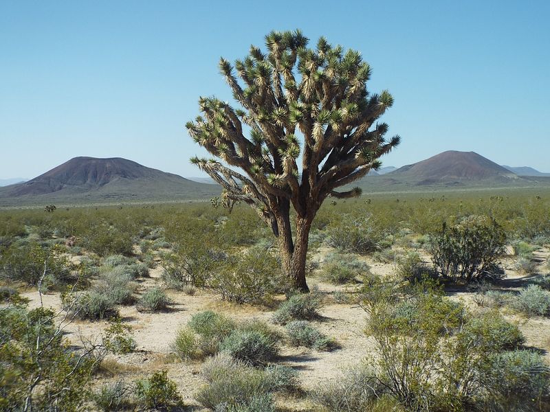 The Mojave Stretch That Tests Patience