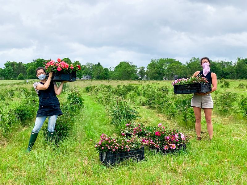 Cut Your Own Flowers for a Hands-On Peony Adventure