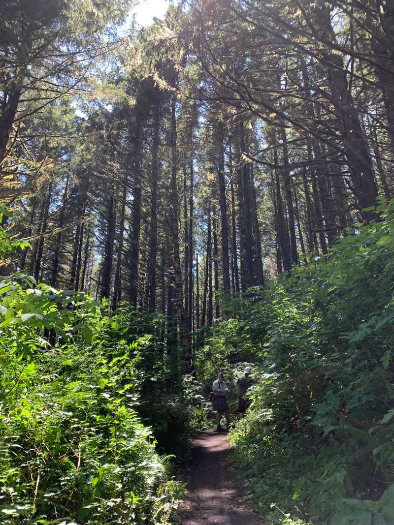 Lush Coastal Forest Experience Along the Way