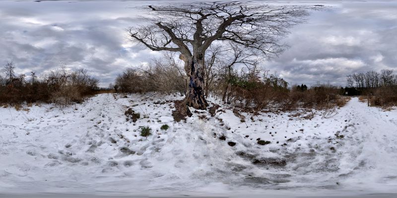 The Warm Tree in Winter Mystery