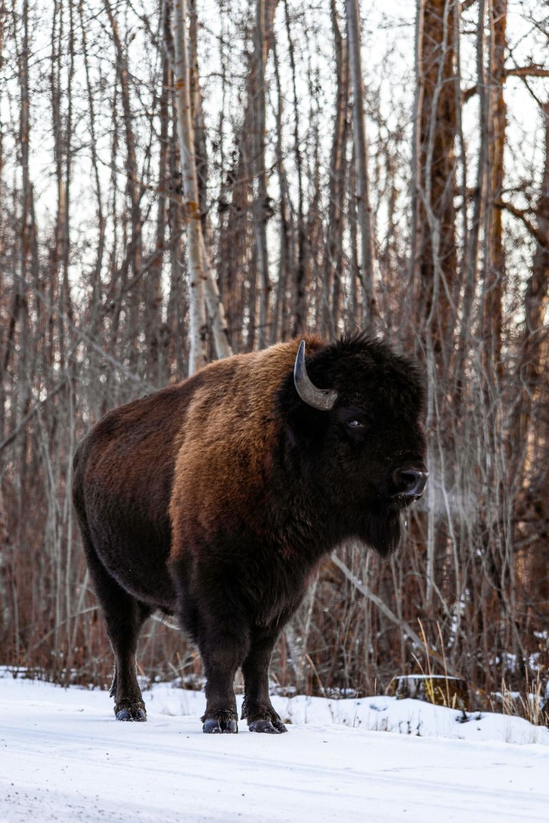 Getting Too Close To Wildlife