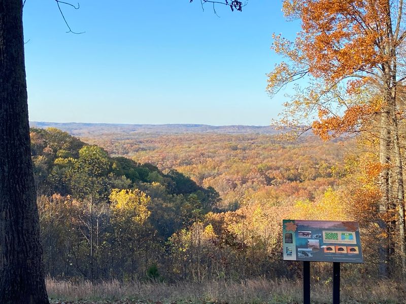 Stunning Forest Views That Change With Every Season