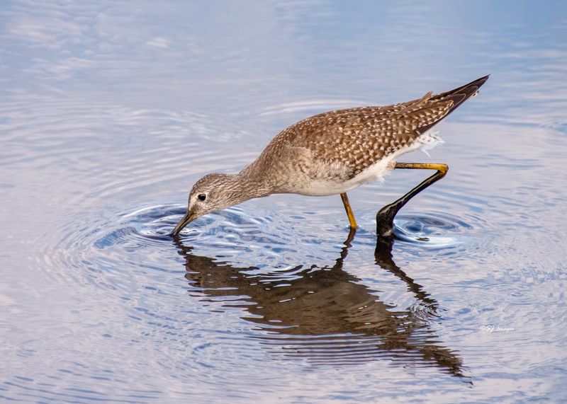 World-Class Birdwatching That Draws Enthusiasts Globally