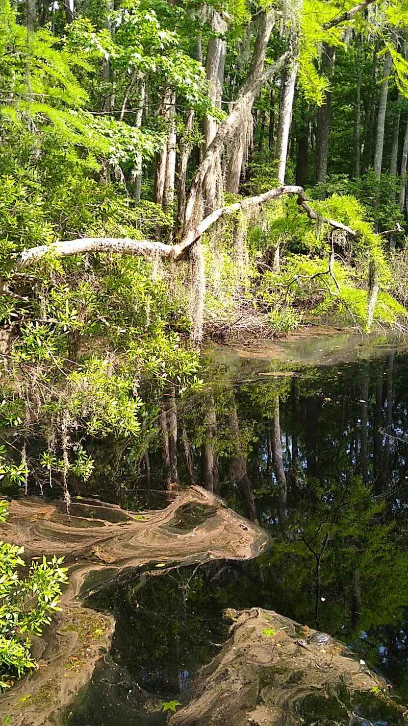 Cypress Swamp Trails Where Spanish Moss Whispers Secrets