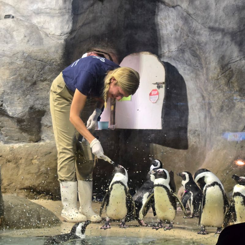 Daily Feeding Shows Reveal Animal Personalities and Behaviors