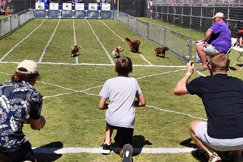 Buda Wiener Dog Races