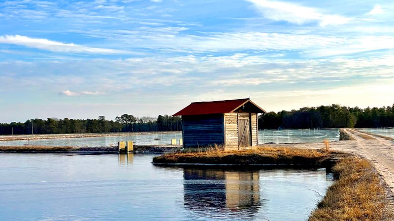 Cranberry Bogs That Tell a Story