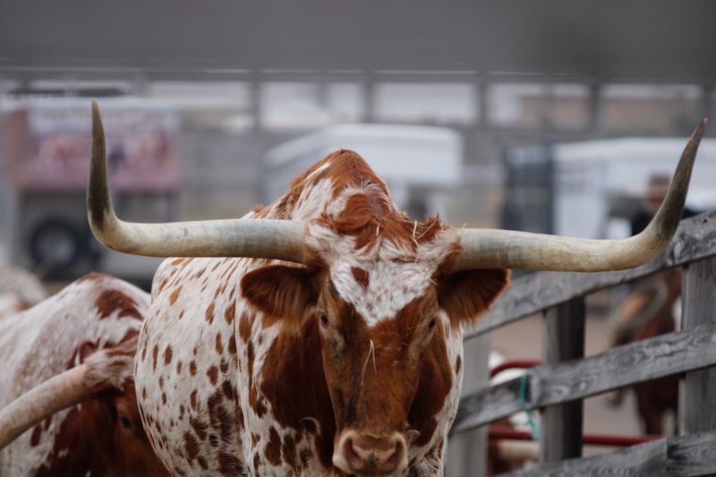The Texas Longhorn Herd: Symbols of Another Conquest