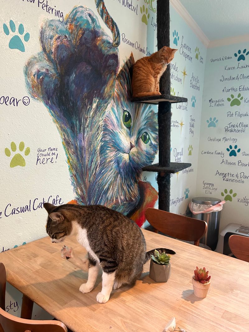 Treats, Snacks, and Kitty Chaos