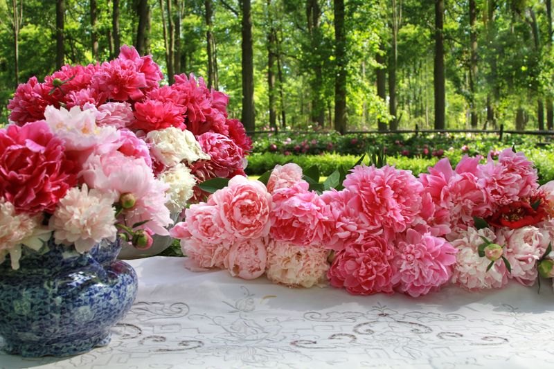 Special Events That Elevate Your Flower Farm Experience