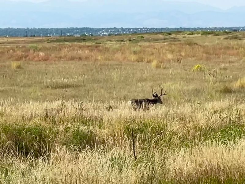 Wildlife Is Affected By “Minor” Disturbances