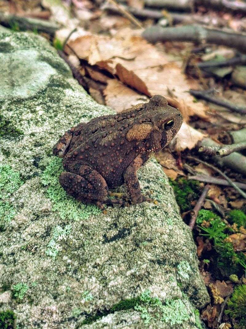 Wildlife and Nature That Thrives in Abandonment