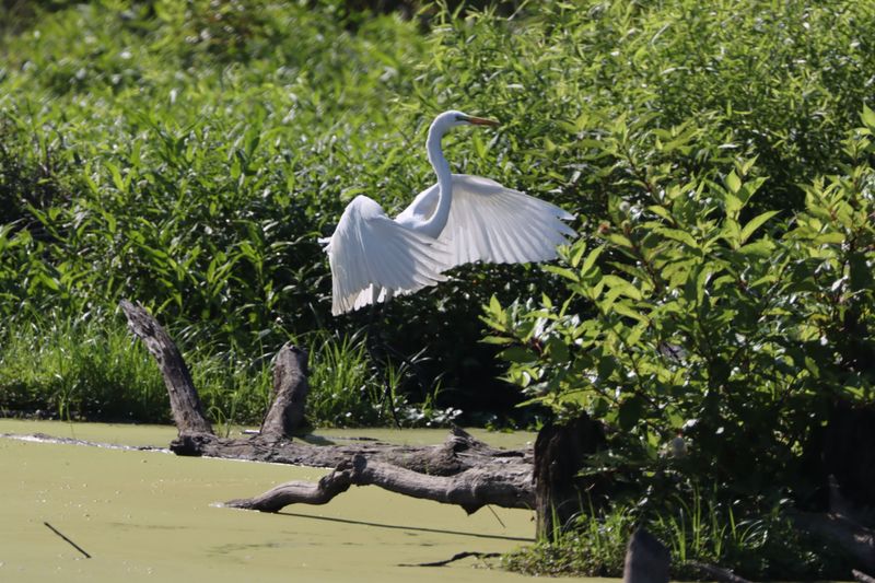 Wildlife Viewing Opportunities Throughout the Year
