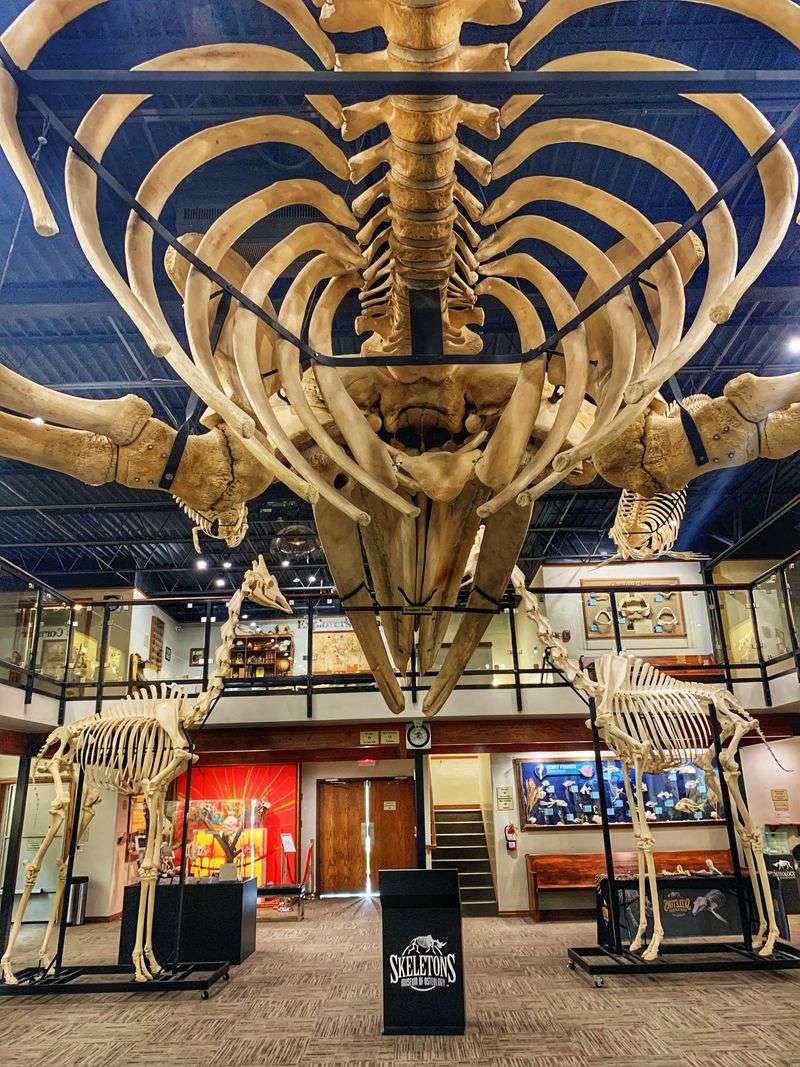 Whale Skeletons Dominate Entire Sections With Massive Presence