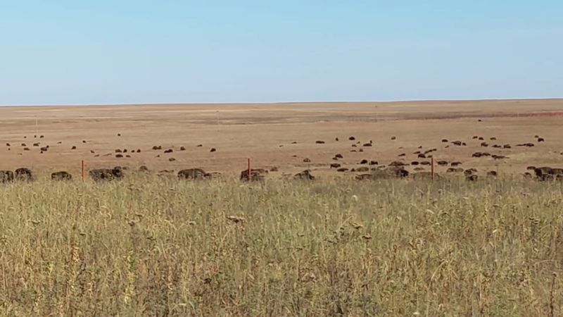The Prairie Landscape Looks Much Like It Did in 1893