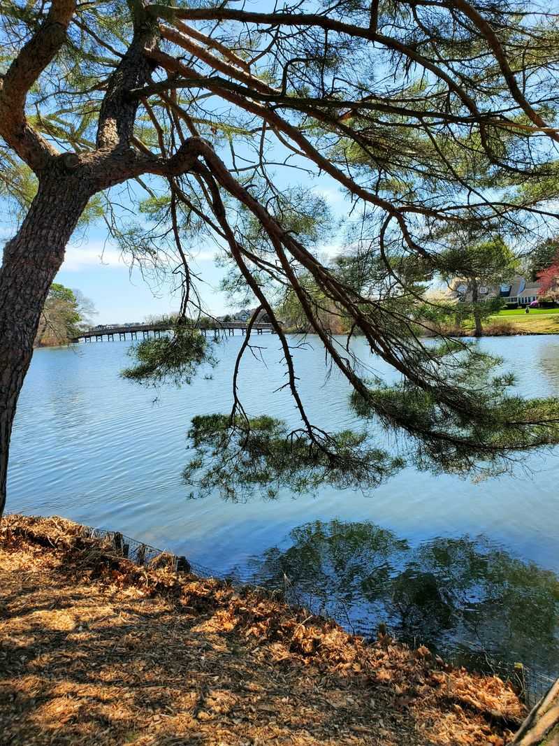 Divine Park and Potter's Pond Offering Nature in the Heart of Town