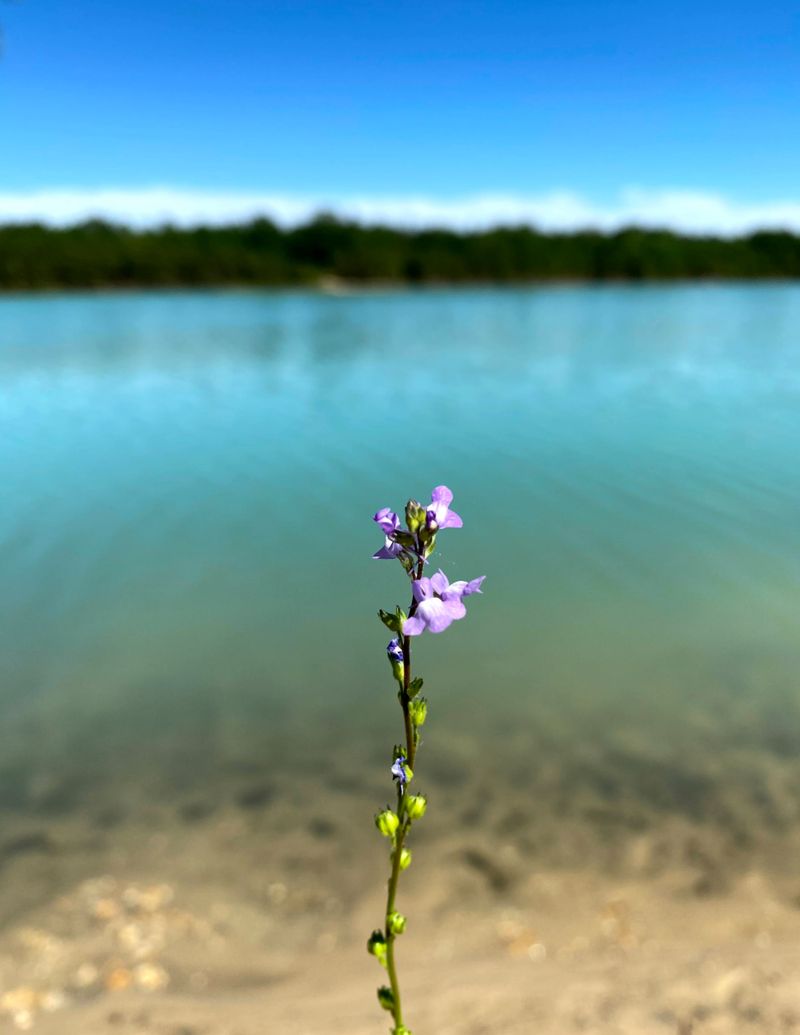 Wildlife Sightings and Natural Features Worth the Controversial Visit