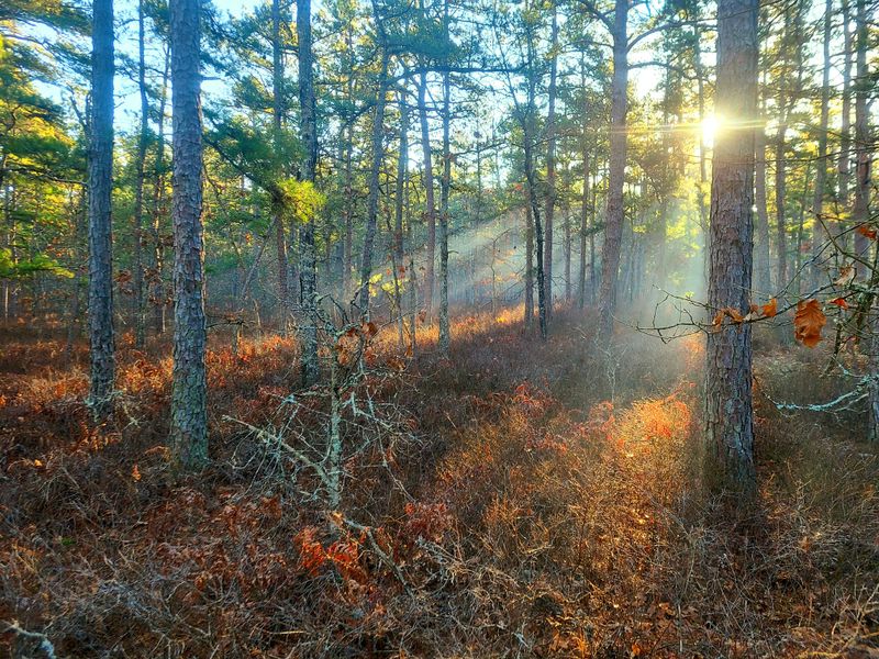 Miles of Scenic Hiking Trails Through the Pine Barrens Wilderness