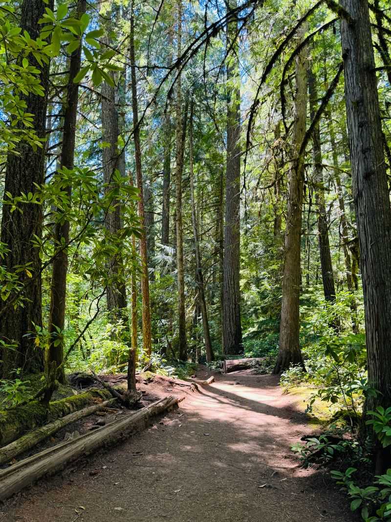 An Enchanted Forest Setting