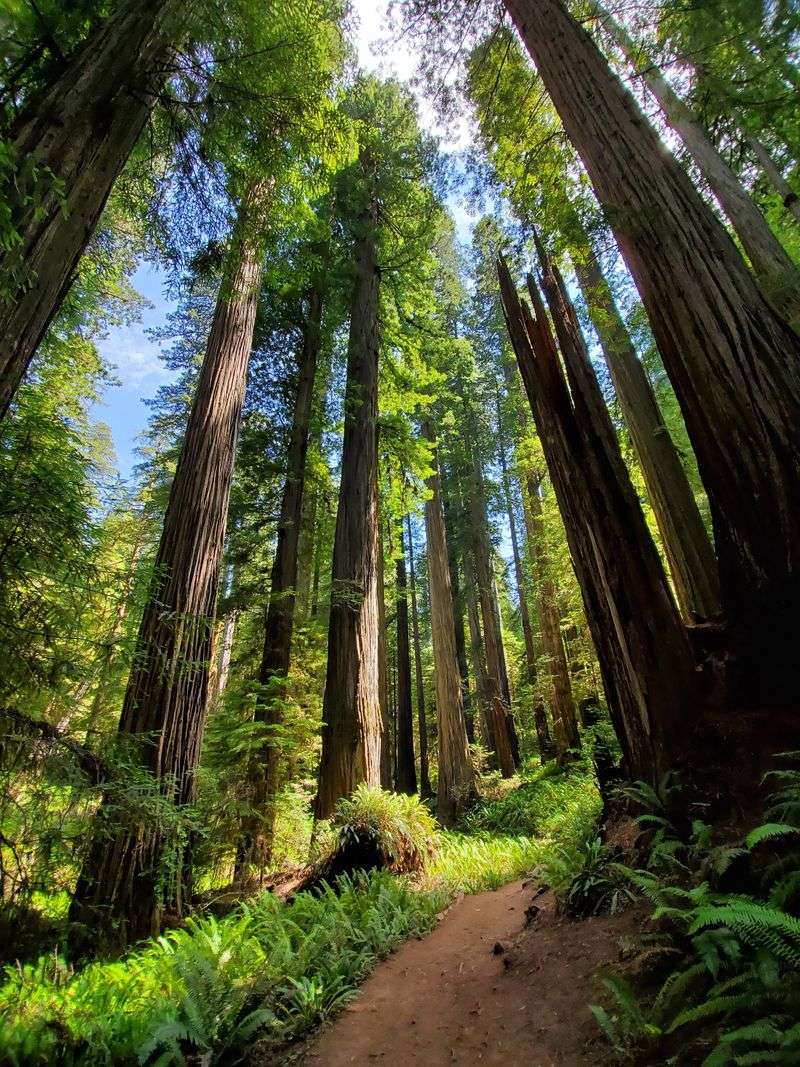 Redwood National and State Parks Inspire Genuine Wonder