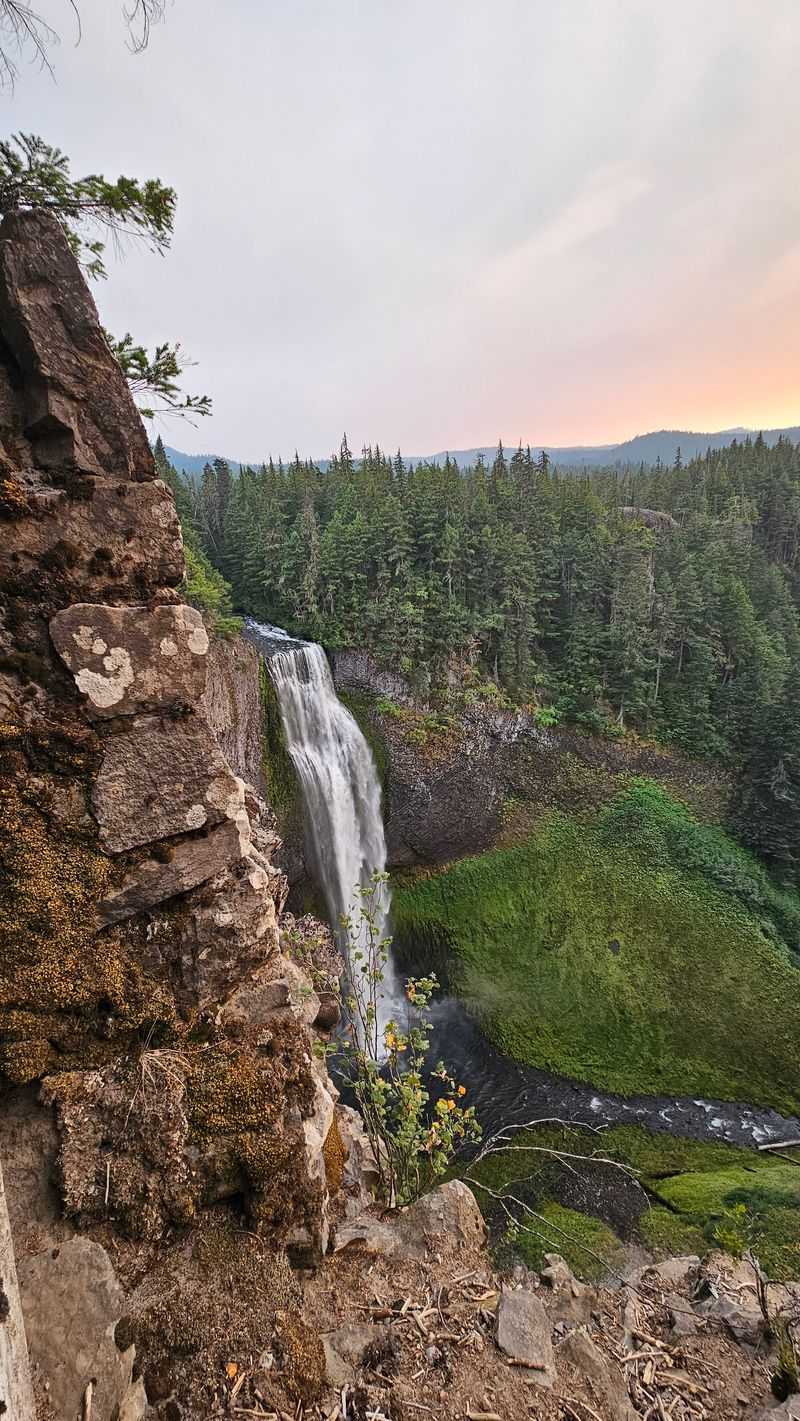Ancient Forest Trails Surround You With Towering Trees