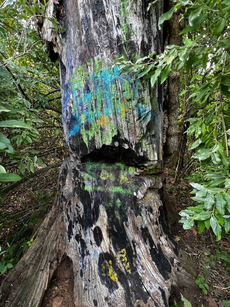 The Tree's Unnatural Appearance