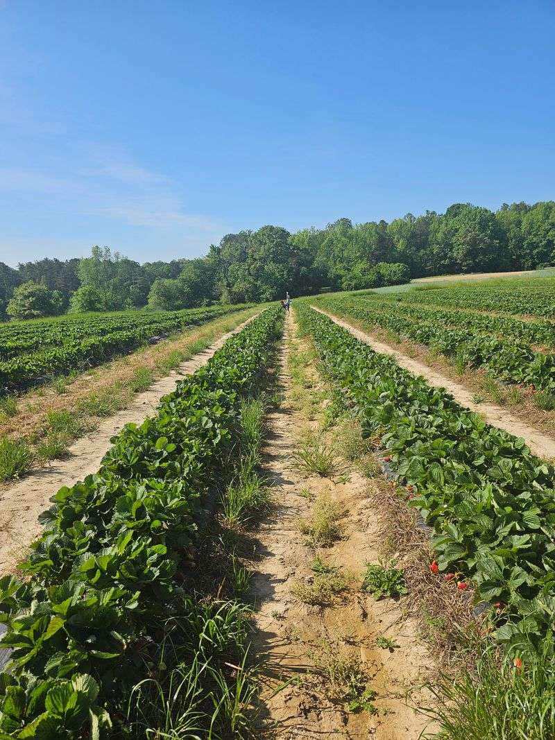 Mount Olympus Farm Market