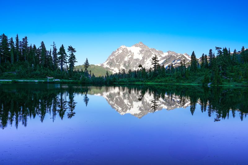 Why Wild Mushroom Foraging Is So Popular In Washington