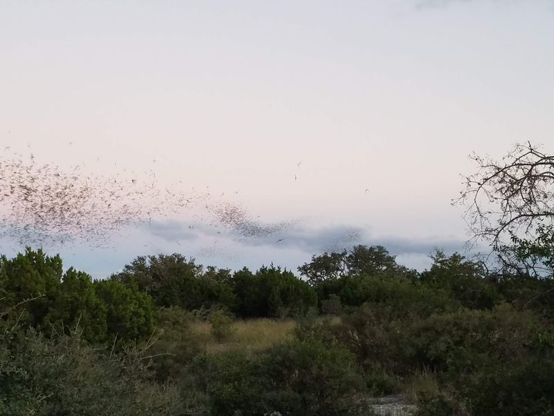 Millions of Bats Call This Home