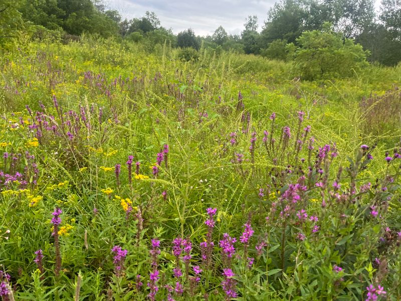 Wildflower Fields That Look Like They Belong in a Painting