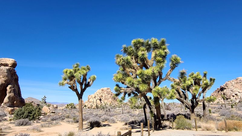 Leaving Joshua Tree Behind
