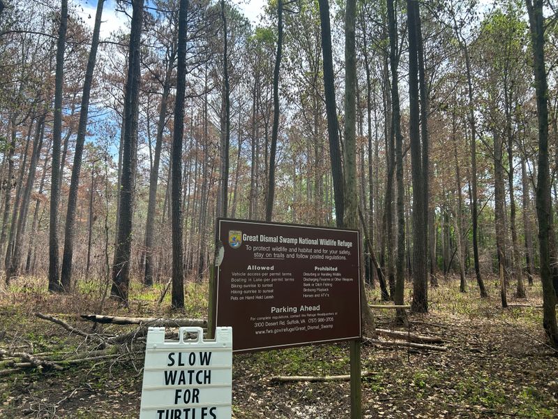 The Great Dismal Swamp's Phantom Light Monument