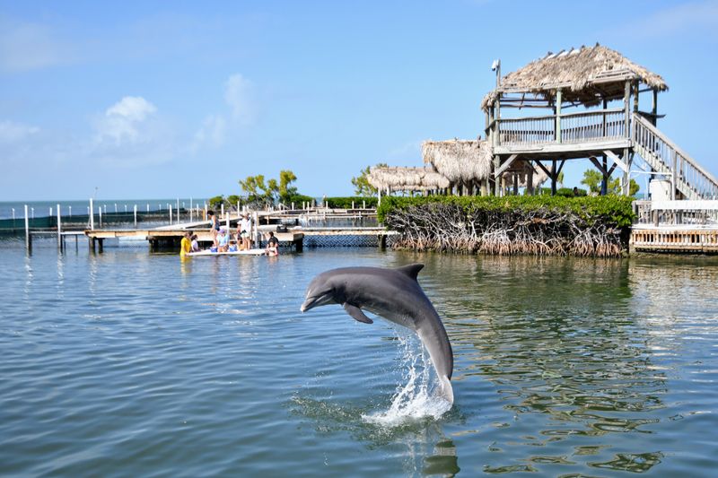 Dolphin Research Center