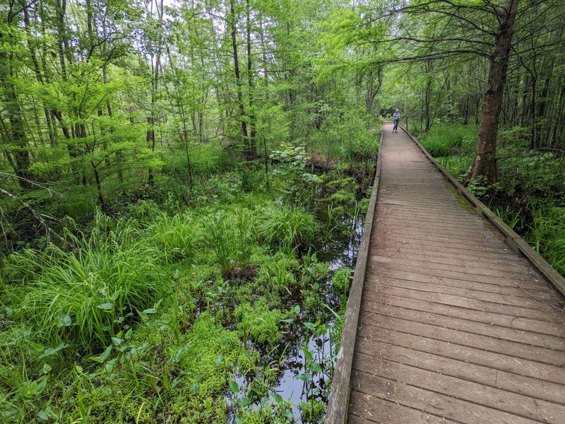 Great Dismal Swamp National Wildlife Refuge