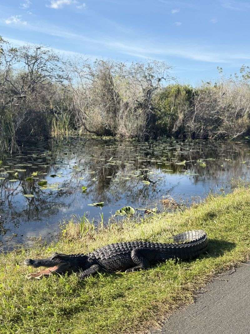 Florida Has More Than One Million Alligators