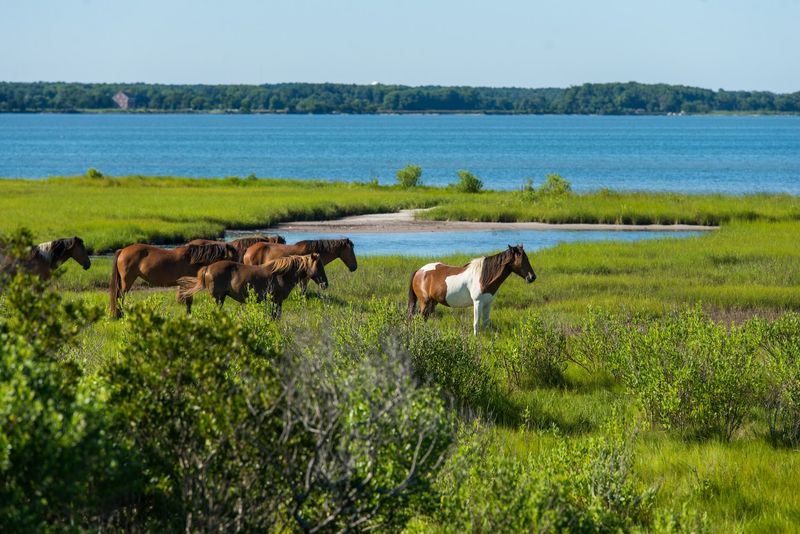 Wild Chincoteague Ponies Roaming Assateague