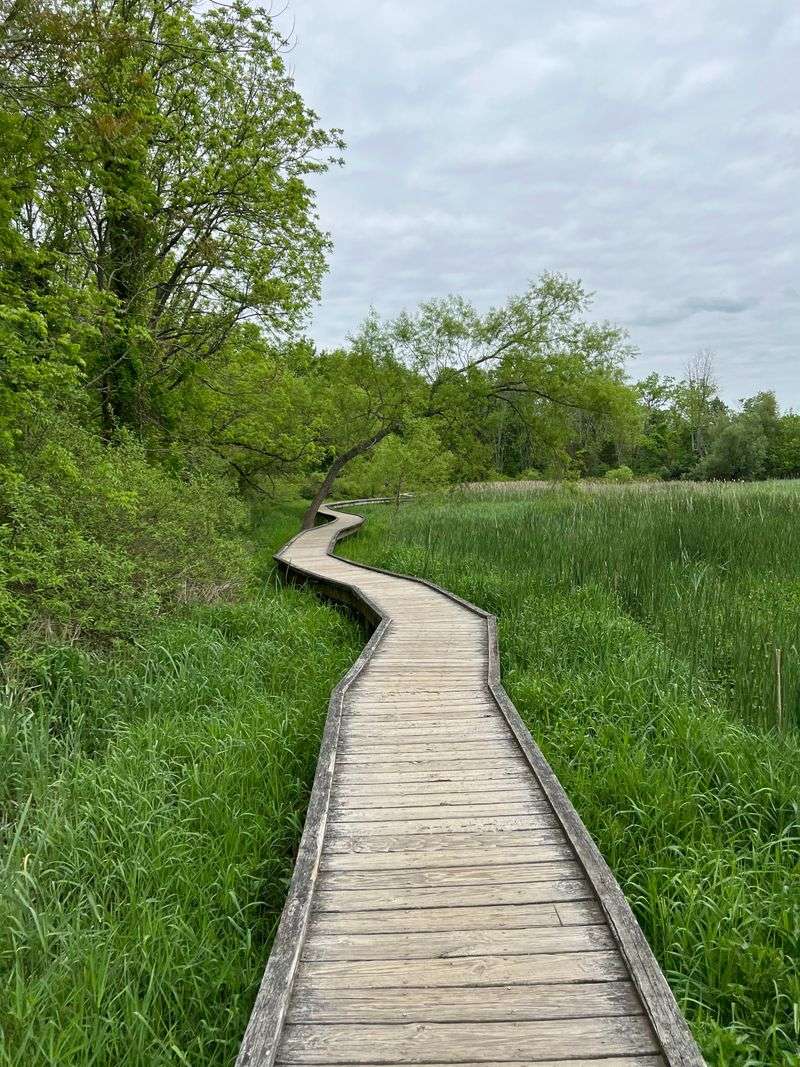 A Boardwalk That Floats Above the Wetlands Like a Wooden Dream