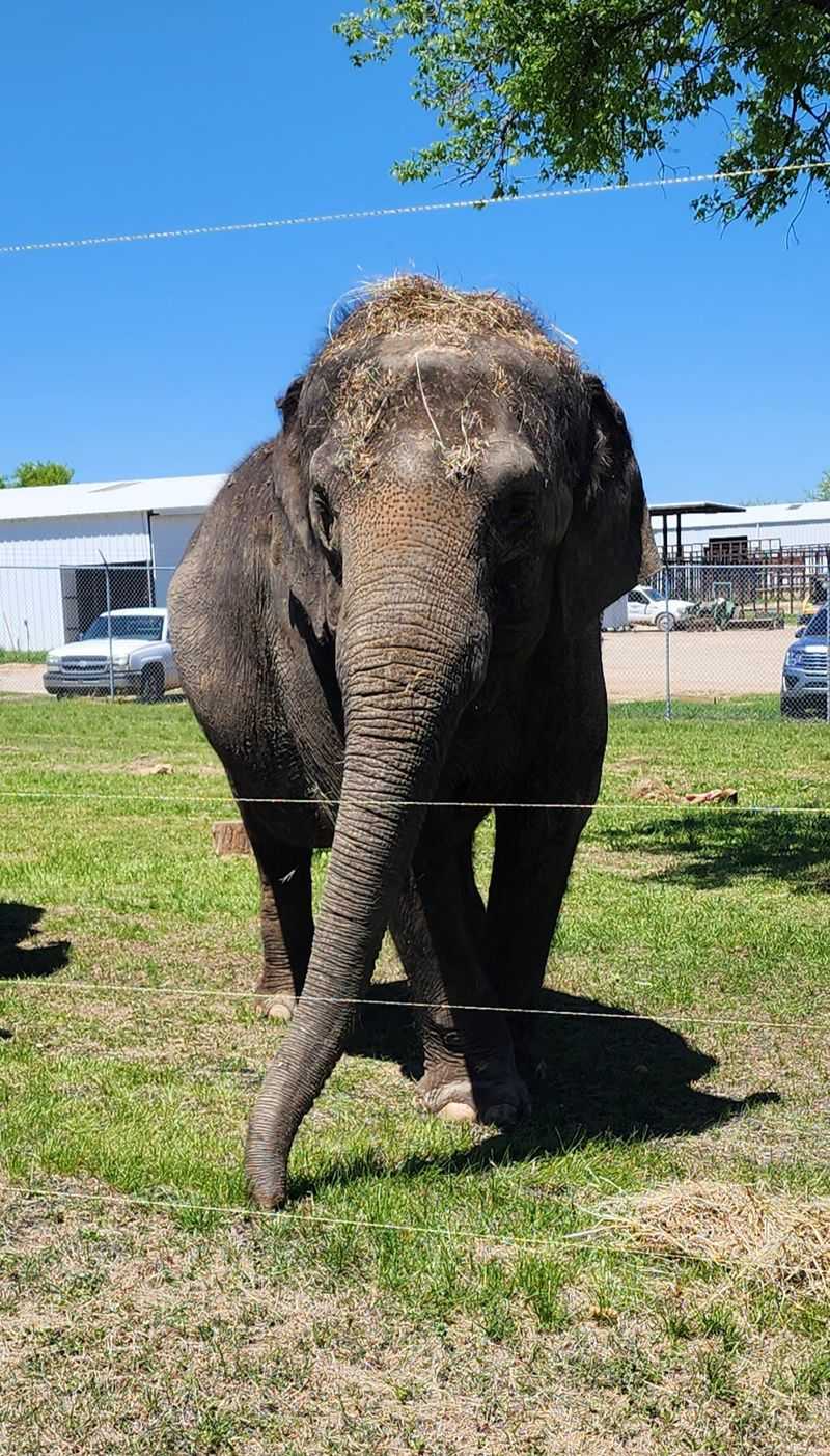 Retired Circus Elephants Find Their Forever Home